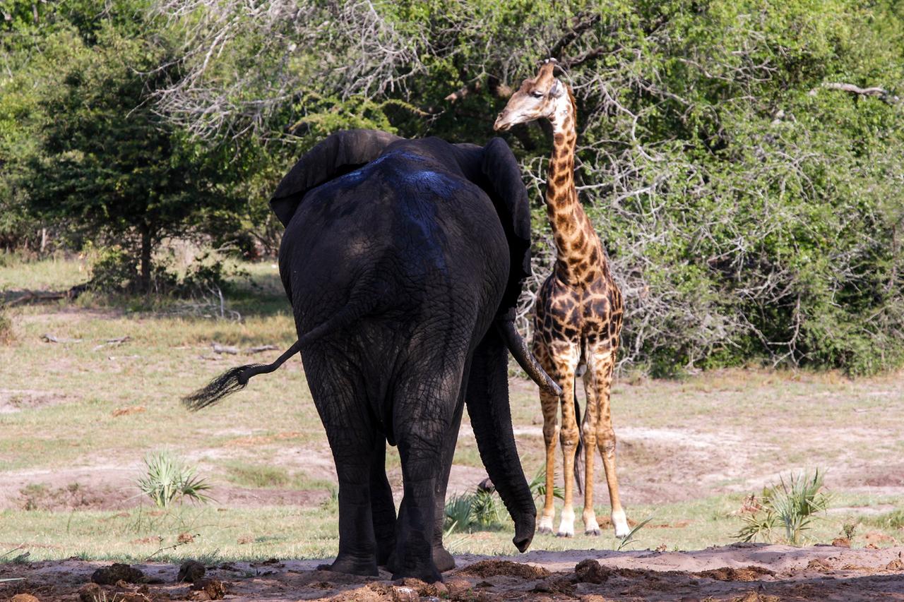 Eine Elefant, von hinten gesehen, gegenüber einer Giraffe, von vorne gesehen.