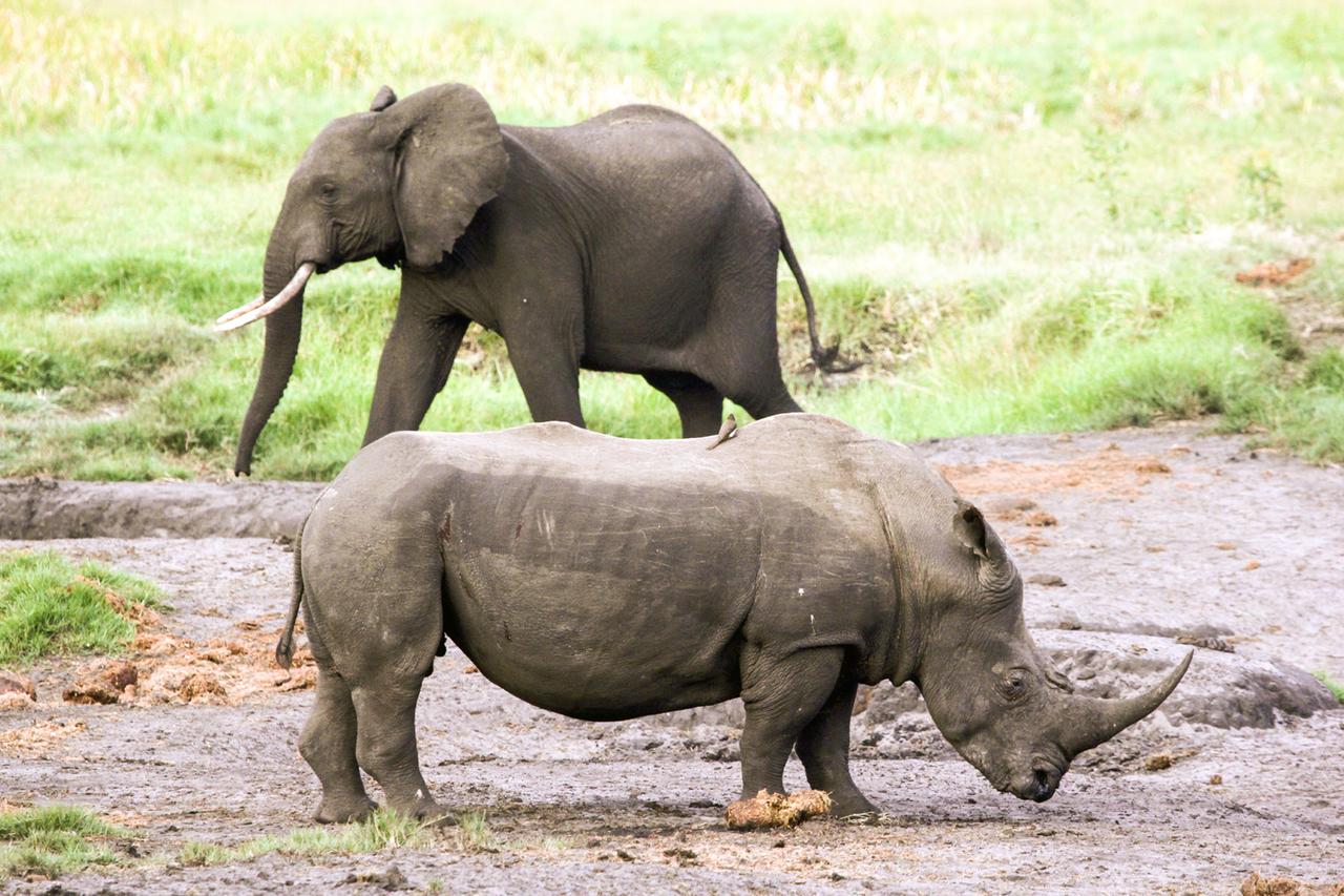 Elefant und Nashorn stehen parallel zueinander in verschiedene Richtungen.