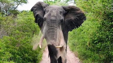 Elefant von vorne gesehen.