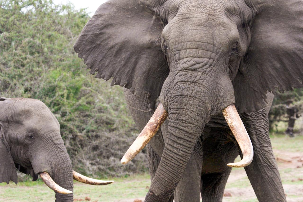 Elefant in Frontansicht mit aufgestellten Ohren und kleinem Elefanten.
