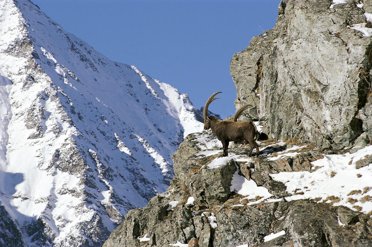 Zwei Steinböcke auf einem verschneizten Felsvorsprung