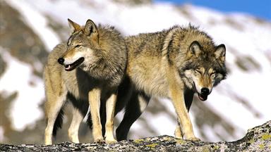 Europäische Wölfe