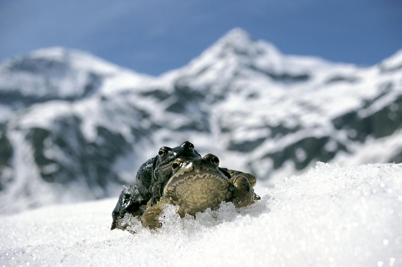 Eine Kröte trägt eine andere durch den Schnee