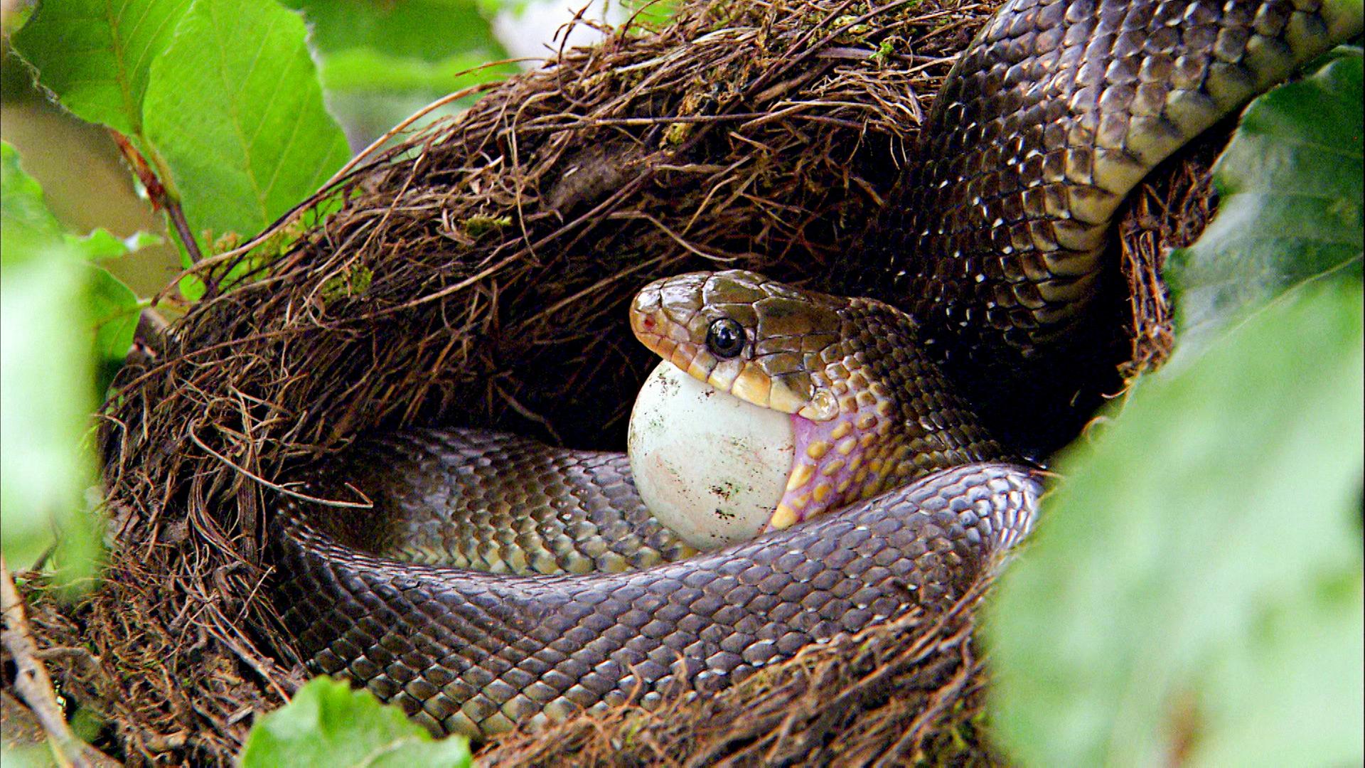 Eine Schlange verschlingt ein Ei in einem Vogelnest
