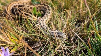 Eine Schlange in einer Wiese getarnt