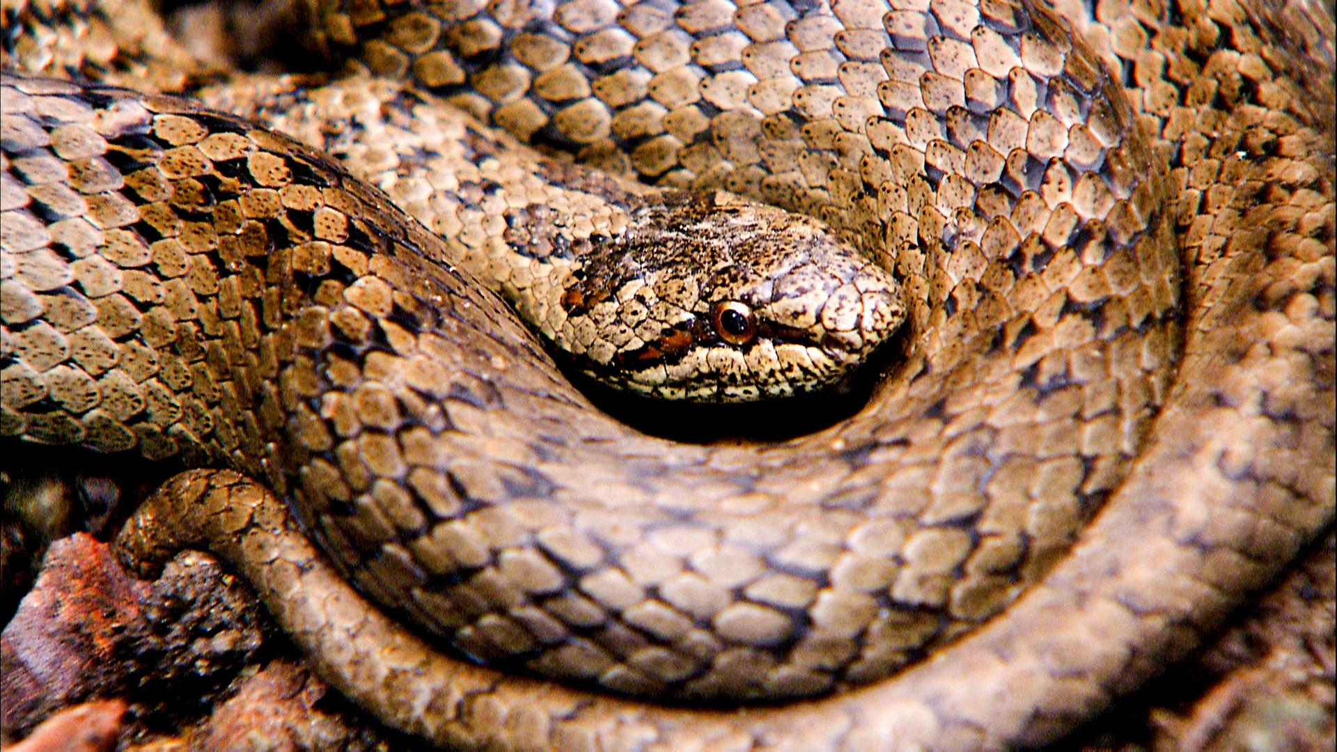Eine eingerollte Schlingnatter von oben gesehen