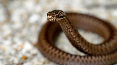 Nahaufnahme einer Kreuzotter