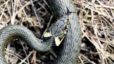 Blick von oben auf eine Ringelnatter