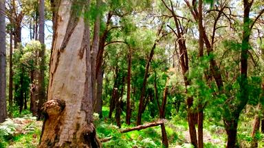  Ein australischer Wald.