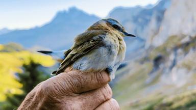 Kleiner Singvogel sitzt auf dem Zeigefinger einer Hand. Dahinter ein Bergpanorama.