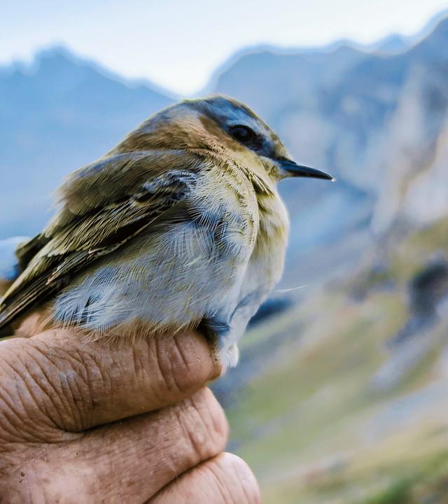 Kleiner Singvogel sitzt auf dem Zeigefinger einer Hand. Dahinter ein Bergpanorama.