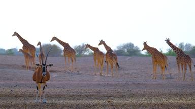 Beisa Oryx mit Giraffen