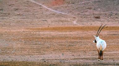  Arabische Oryx auf dem Weg zum Sir Bani Yas.