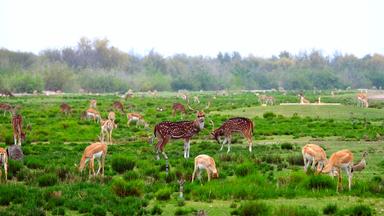 Sir Bani Yas als Naturreservat/Naturinsel