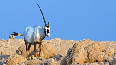 Arabische Oryx (Weisse Antilope)