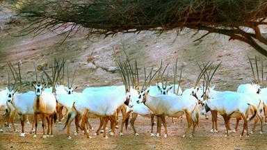 Arabische Oryx Herde
