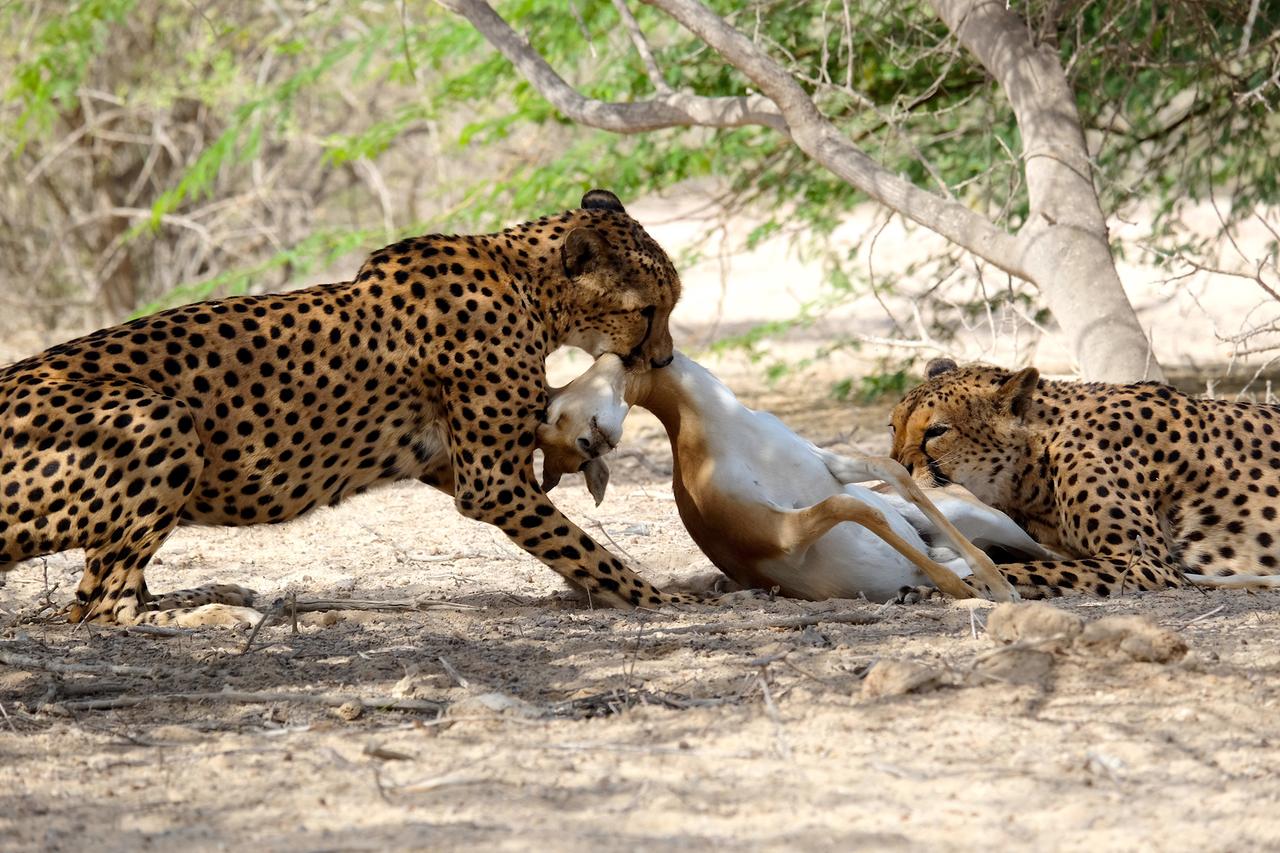 Geparde mit Beute