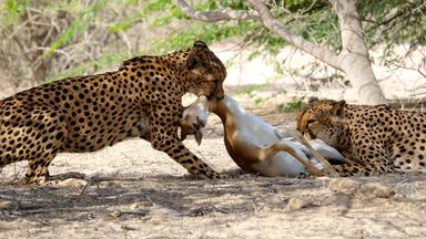 Geparde mit Beute