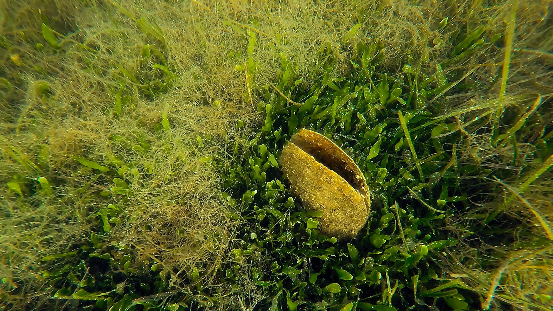 Unterwasseraufnahme einer moosbewachsenen Muschel.