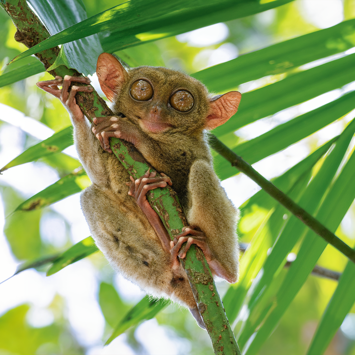 Philippinischer Koboldmaki mit großen Augen hält sich an einem Ast inmitten dichter tropischer Vegetation fest.