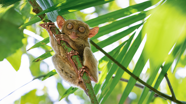 Philippinischer Koboldmaki mit großen Augen hält sich an einem Ast inmitten dichter tropischer Vegetation fest.