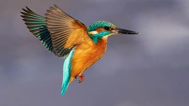 Ein Eisvogel im Anflug, seitliche Aufnahme