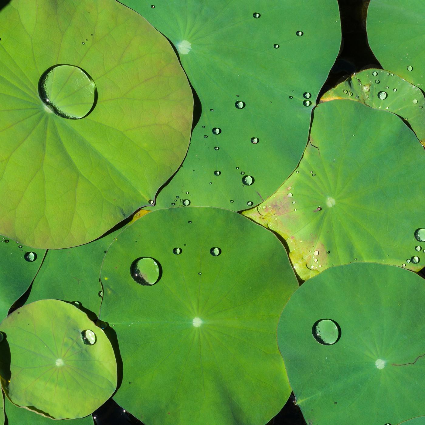 Lotosblätter mit Wassertropfen