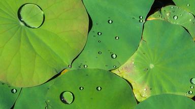 Lotosblätter mit Wassertropfen