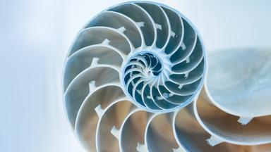 Schnitt durch das Gehäuse einer Meeresschnecke