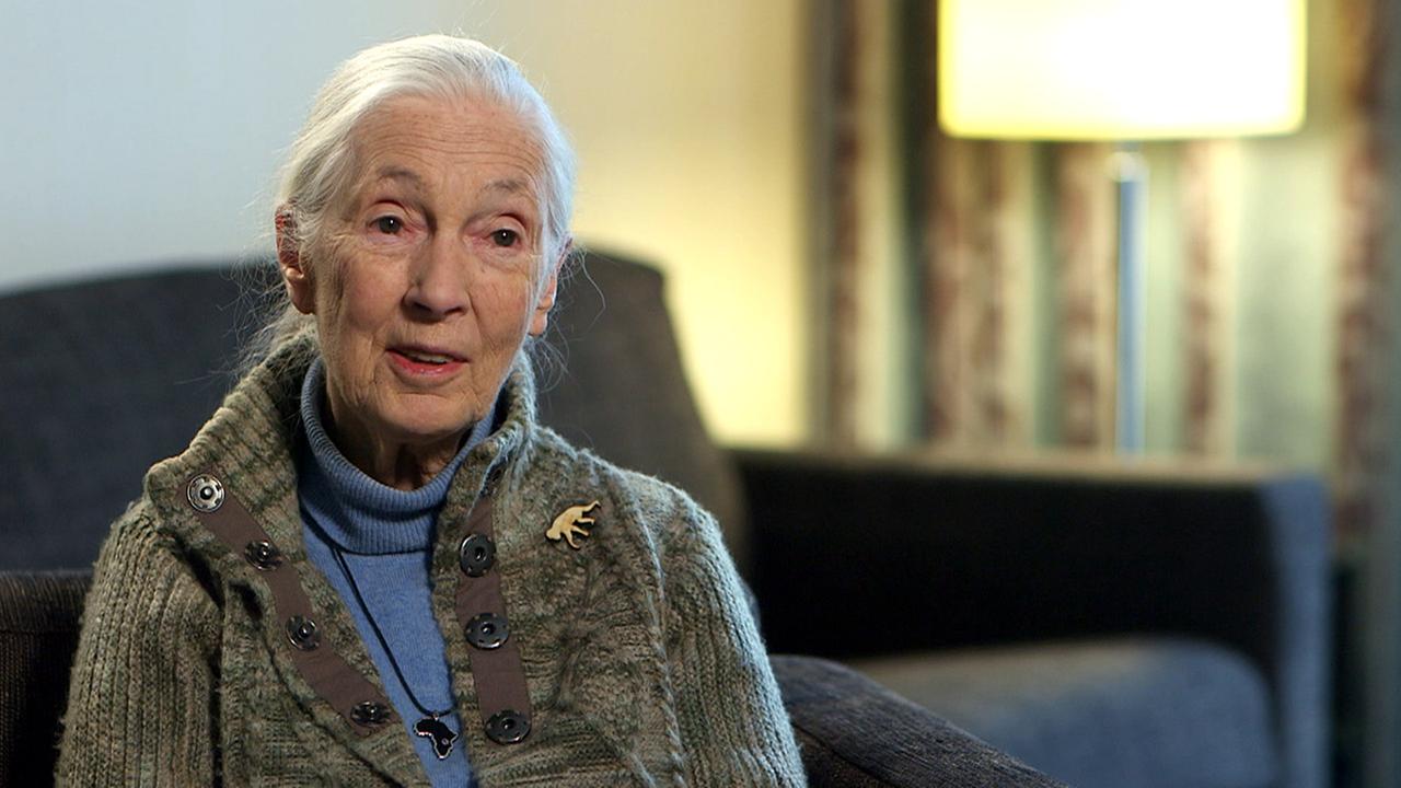 Standbild: "Intellektuelle Tiere"