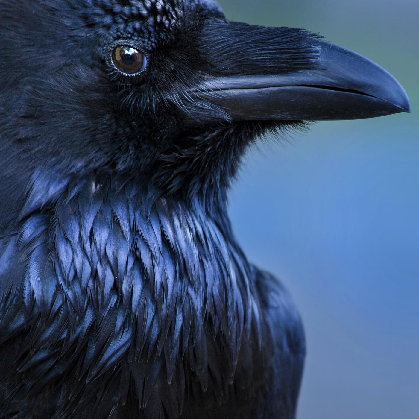 Seitenansicht eines Rabengesichts: schwarzer Schnabel, schwarzes Fell und braune Augen.