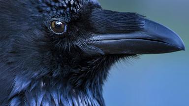 Seitenansicht eines Rabengesichts: schwarzer Schnabel, schwarzes Fell und braune Augen.