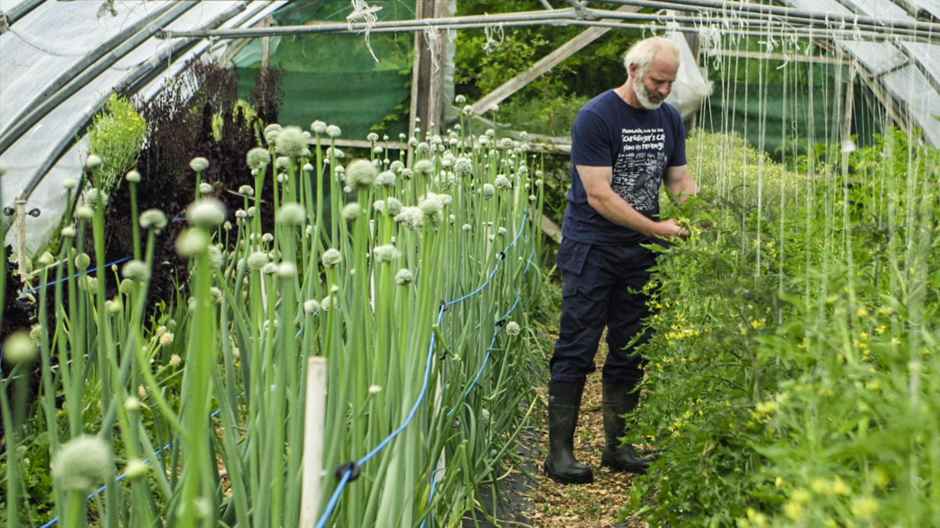 Mann zwischen Anpflanzungen unter Foliendach 