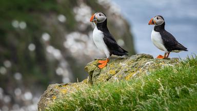 Zwei Papageientaucher sitzen auf einhem Felsen.