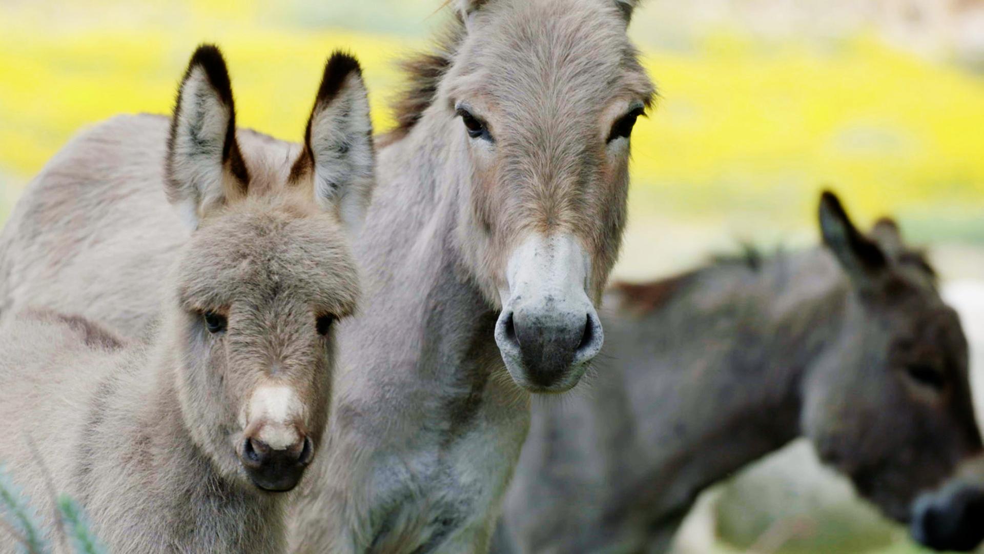 "Italien, meine Liebe (3/5) - Sardinien": Ein grauer und weißer Esel