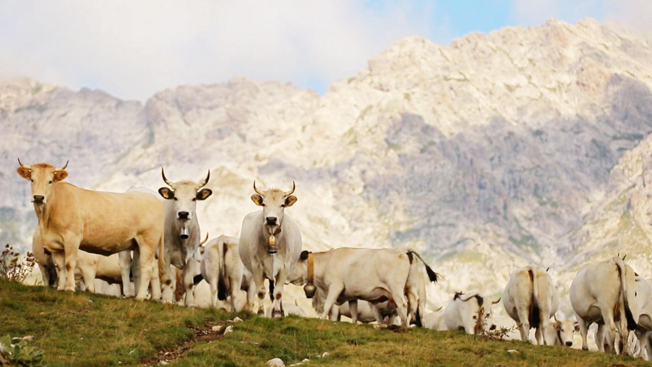 "Italien, meine Liebe (5/5) - Abruzzen": Weidende Kühe auf den Hochebenen
