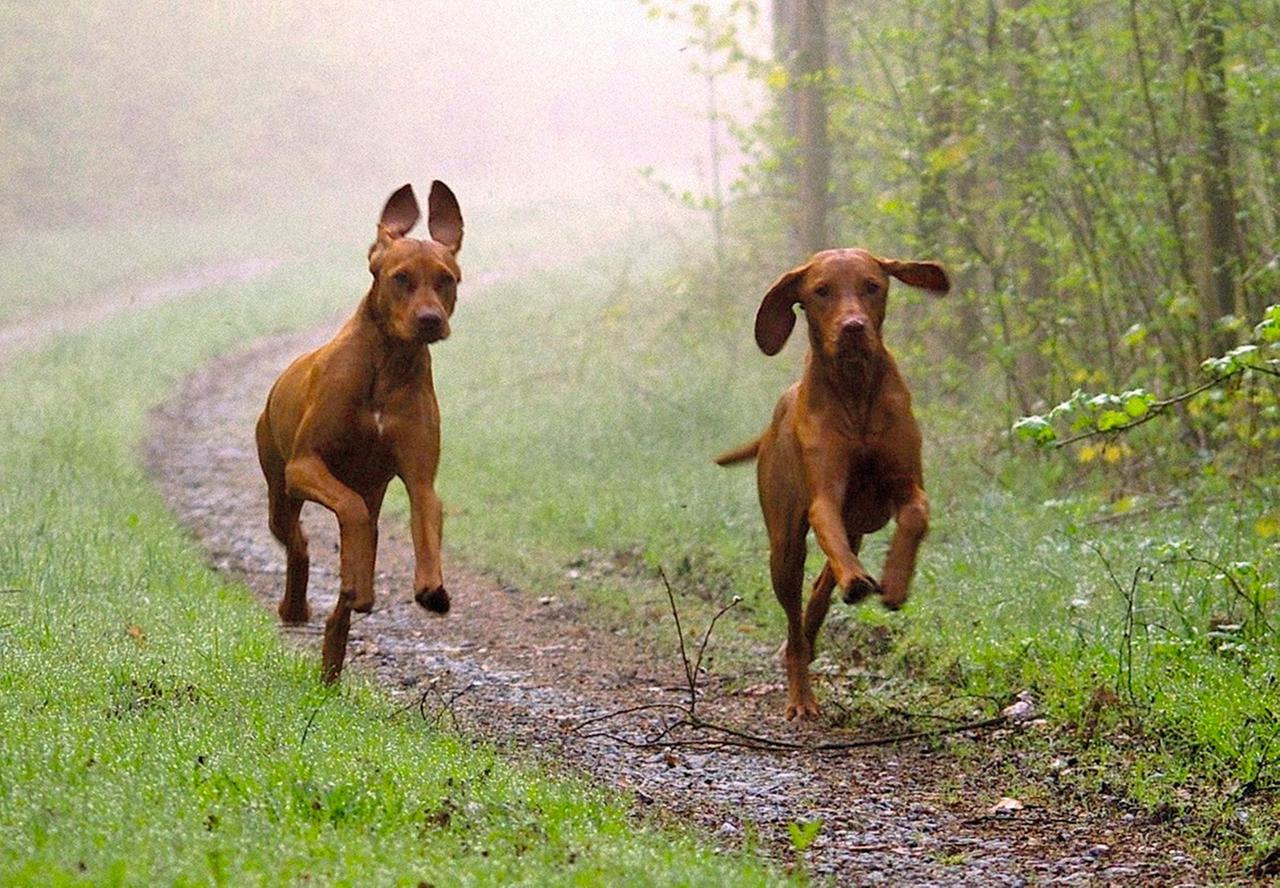 Magyar Vizslas