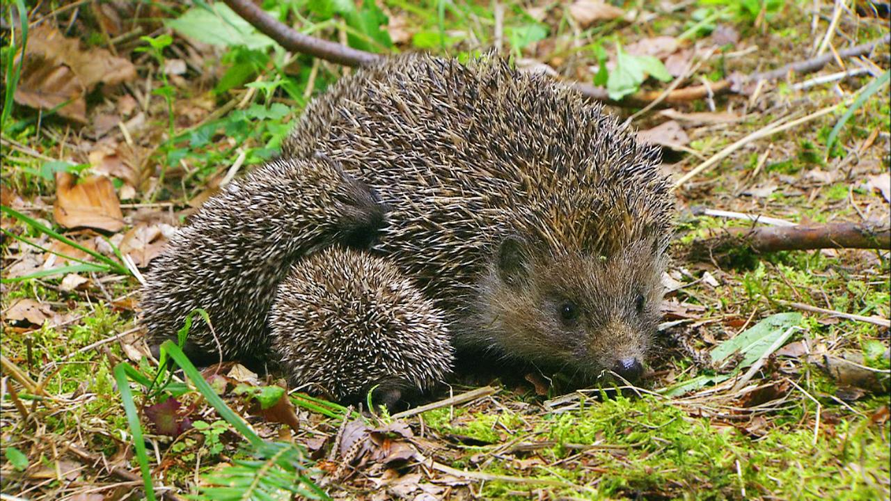 Igelmutter mit Jungtieren