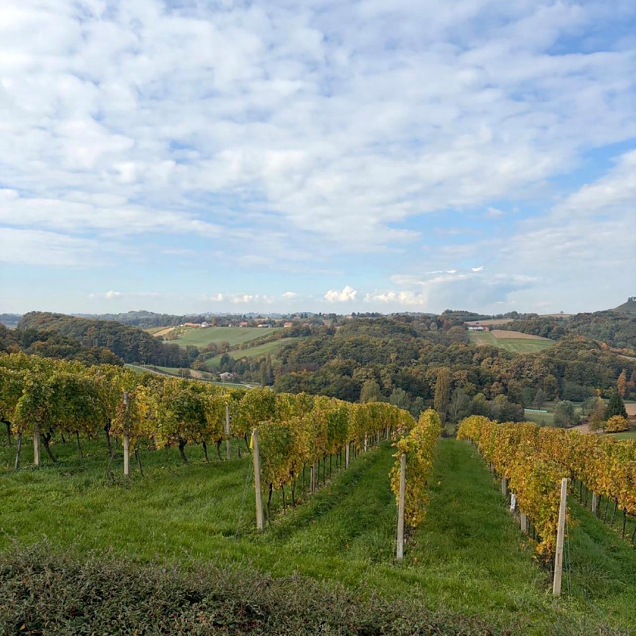 Das Bild zeigt eine malerische Weinlandschaft in Jeruzalem, Slowenien. Im Vordergrund sieht man Reihen von Weinstöcken, die in geraden Linien wachsen. Die Weinreben sind größtenteils grün mit einigen gelben Blättern, was auf die herbstliche Jahreszeit hindeutet. Der Boden zwischen den Reben ist mit saftigem, grünem Gras bedeckt.  Im Hintergrund erheben sich sanfte Hügel, die mit Wäldern und Feldern bedeckt sind. Die verschiedenen Grüntöne der Bäume und Felder schaffen eine abwechslungsreiche Landschaft. Der Himmel ist größtenteils blau, mit einigen weißen, fluffigen Wolken, die verstreut am Himmel hängen.  Der gesamte Anblick vermittelt ein Gefühl von Ruhe und Idylle in dieser Weinregion, die reich an Kultur und landwirtschaftlicher Tradition ist.