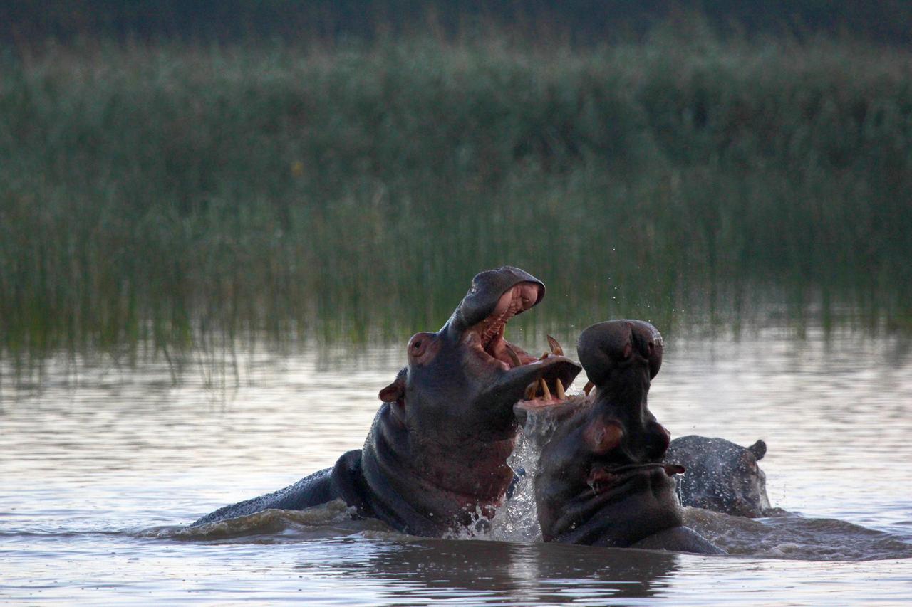 Hippos messen ihre Kräfte