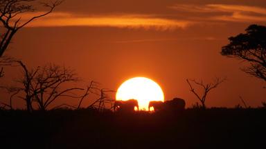 Das Juwel der Elefantenküste