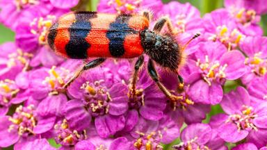 Ein gescheckter Käfer, Trichodes apiarius, hockt zart auf einer leuchtend rosa Schafgarbenblüte