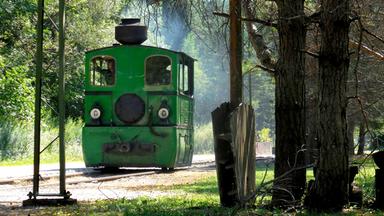 Kleine, grüne Dampftram im Wald.