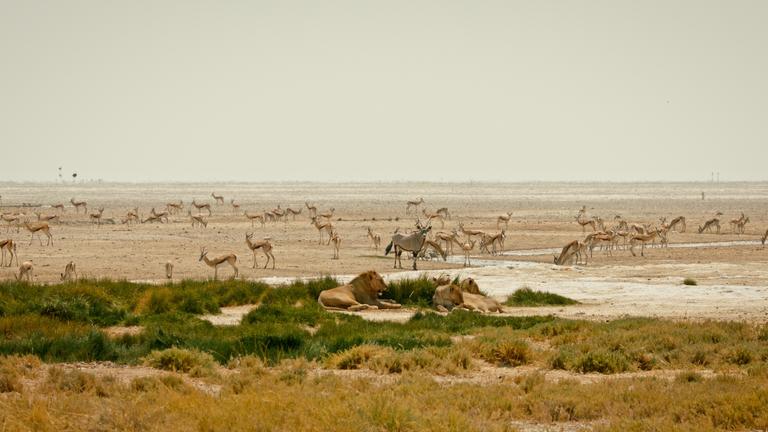 Kalahari - Gesetz der Wildnis: Gemeinschaften