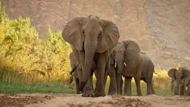 Eine Herde afrikanischer Elefanten, die auf den Betrachter zugeht.