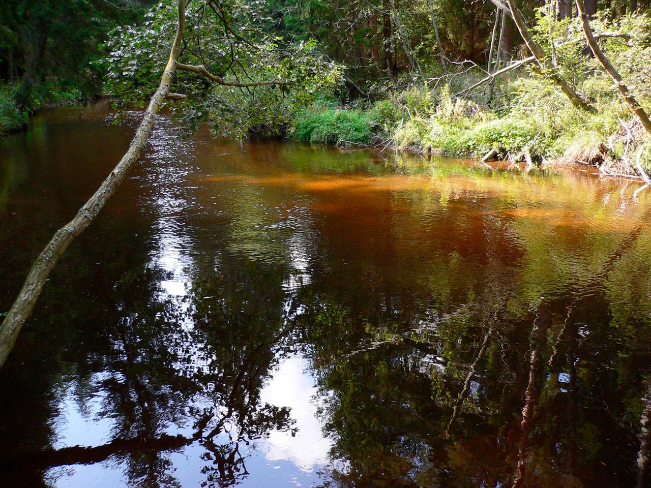 Fluss im Wandel der Jahreszeiten