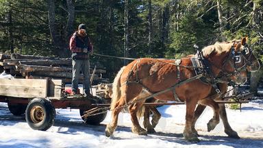 Ein Mann lenkt stehend auf einem Anhänger ein Pferdegespann.