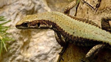 Kroatische Gebirgseidechse