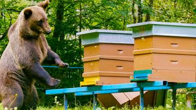 Braunbär - Bienenstöcke