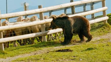Braunbär vor einem Schafgehege